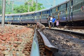 Image result for monkey attacks railway driver